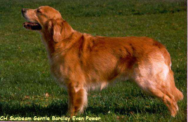 CH Sunbeam Gentle Barclay Even Power