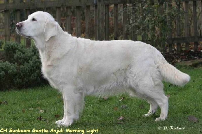 CH Sunbeam Gentle Anjuli Morning Light