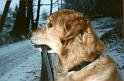 Bogart_marcco