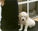 Duke_Kopf