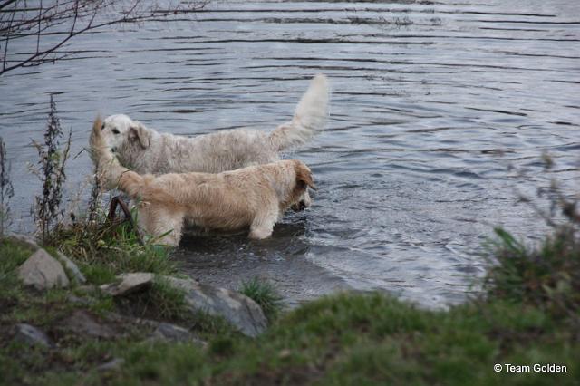 IMG_8837.JPG - Gracie & Josie im Wasser