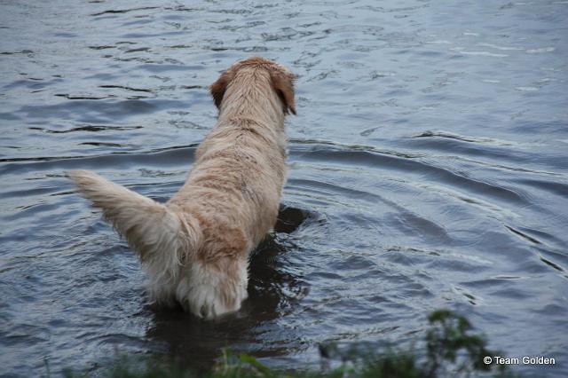 IMG_8844.JPG - Josie - mal ne Runde schwimmen gehen