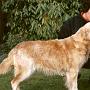 Sunbeam Gentle Amity Morning Dawn
26.11.1992 - 31.07.2006