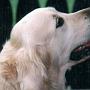 Amy von der R�uberburg
26.05.1990 -28.12.2002