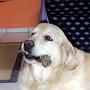 Sunbeam Gentle Andrew Morning Storm 
(26.11.1992 - 04.01.2002)