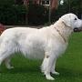 Sunbeam Gentle Call Me Cue
27.11.1995 - 17.05.2009