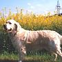 Sunbeam Gentle Candy Kisses
27.11.1995 - 14.07.2007