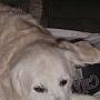 Sunbeam Gentle Chatty Chuck
27.11.1995 - 19.12.2007
