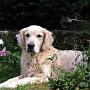 Sunbeam Gentle Beady born to be a robber
21.09.1994 - 21.07.2004