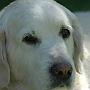 Sunbeam Gentle Charming Melody
27.11.1995 - 03.05.2009