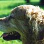 Sunbeam Gentle Beavis Even Star
21.09.1994 - 08.01.2007