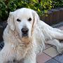 Sunbeam Gentle Cheeky Chad
(27.11.1995 - 16.7.2008)